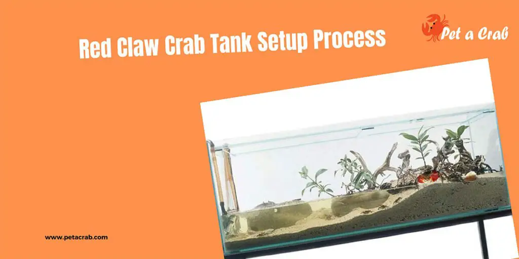 Red Claw Crab Tank Setup Process - petacrab.com