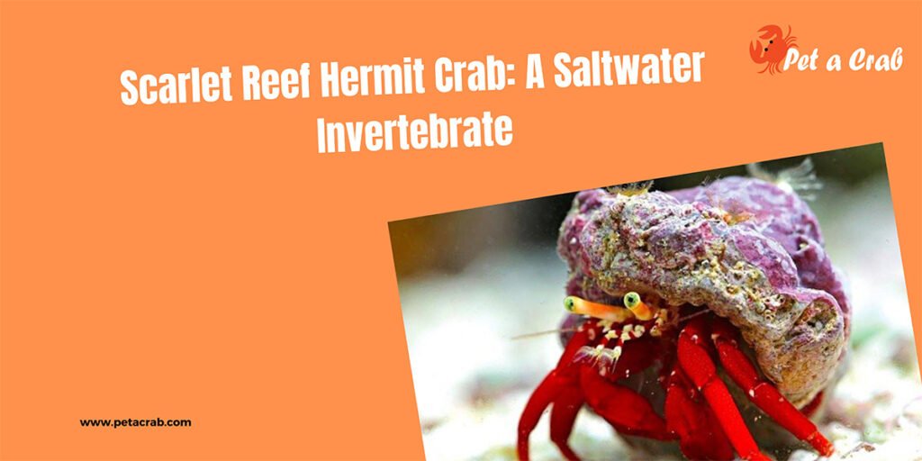 Scarlet Reef Hermit Crab: A Saltwater Invertebrate
