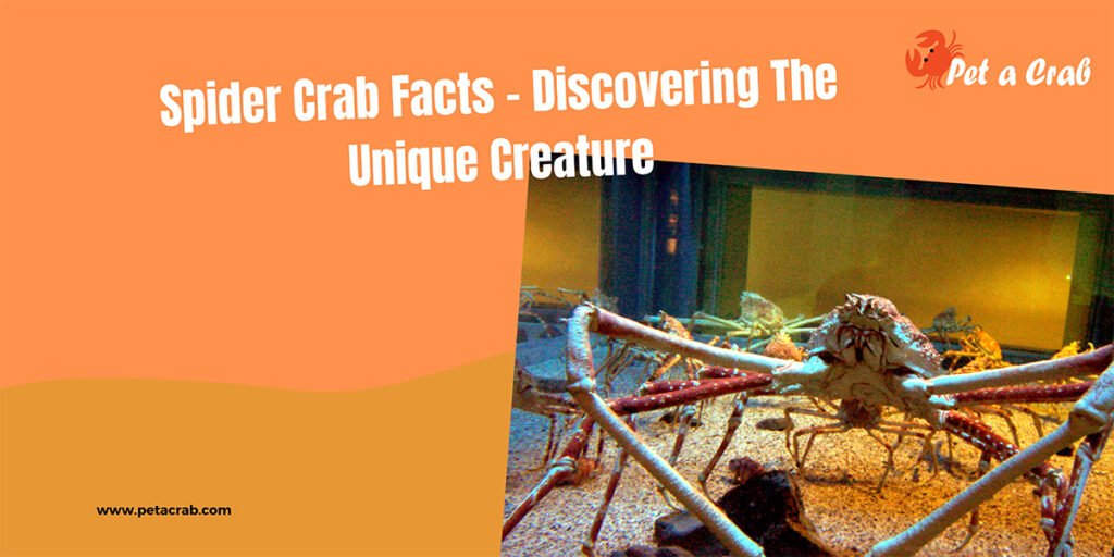 Spider Crab Facts - Discovering The Unique Creature