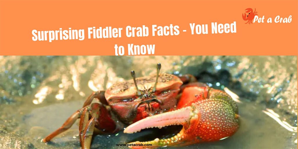 Fiddler Crab Facts