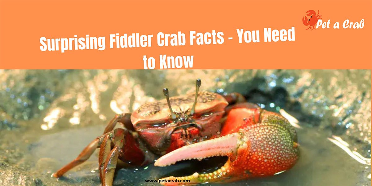 Surprising Fiddler Crab Facts - You Didn't Know - petacrab.com