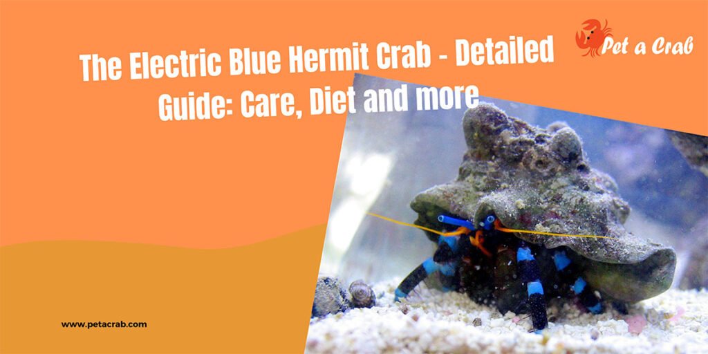 The Electric Blue Hermit Crab - Detailed Guide: Care, Diet and more