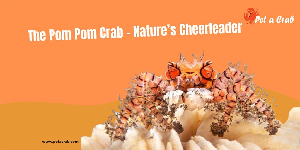 The Pom Pom Crab - Nature’s Cheerleader