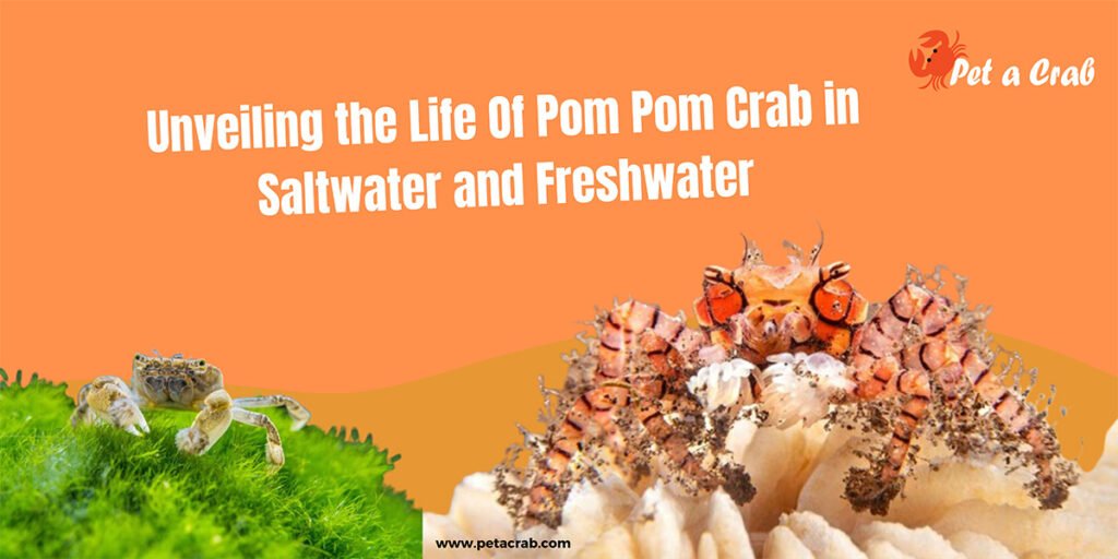Unveiling the Life Of Pom Pom Crab in  Saltwater and Freshwater