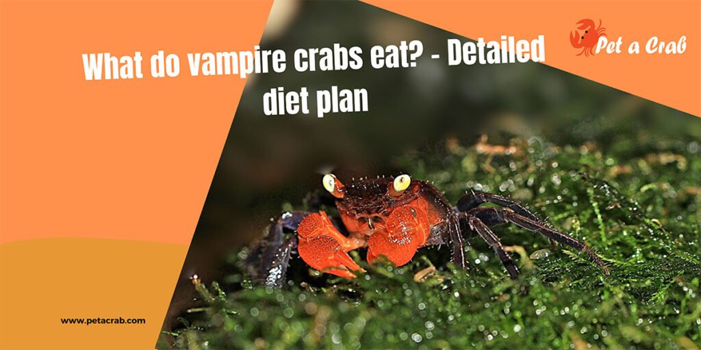 What do vampire crabs eat Detailed diet plan
