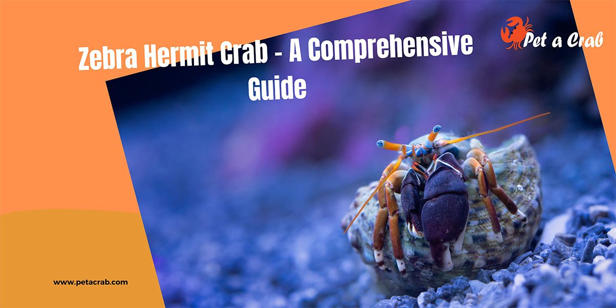 Zebra Hermit Crab - Detailed Guide: Care, Tank Setup & Facts - petacrab.com