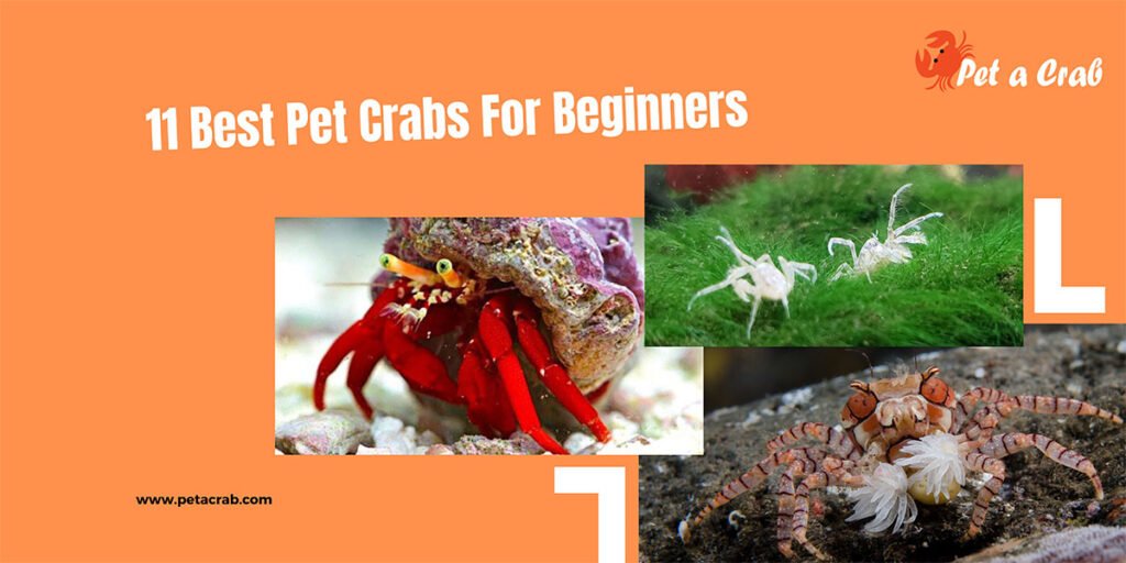 11 Best Pet Crabs For Beginners