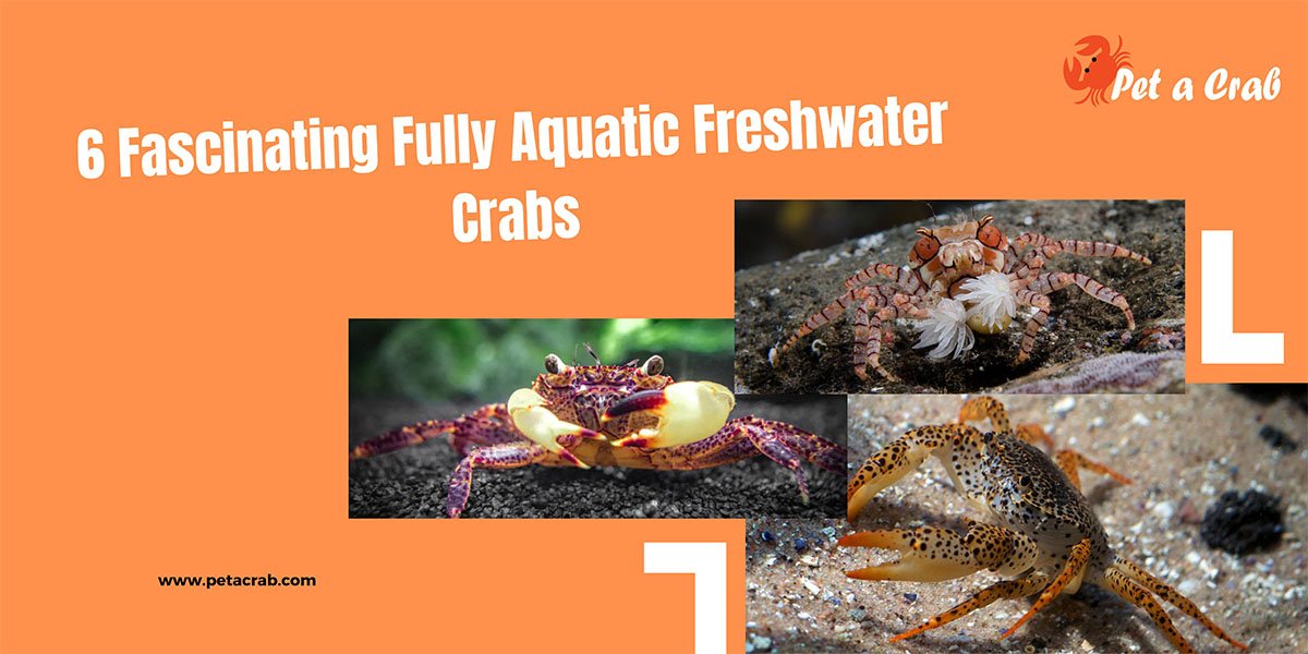 6 Fascinating Fully Aquatic Freshwater Crabs - petacrab.com