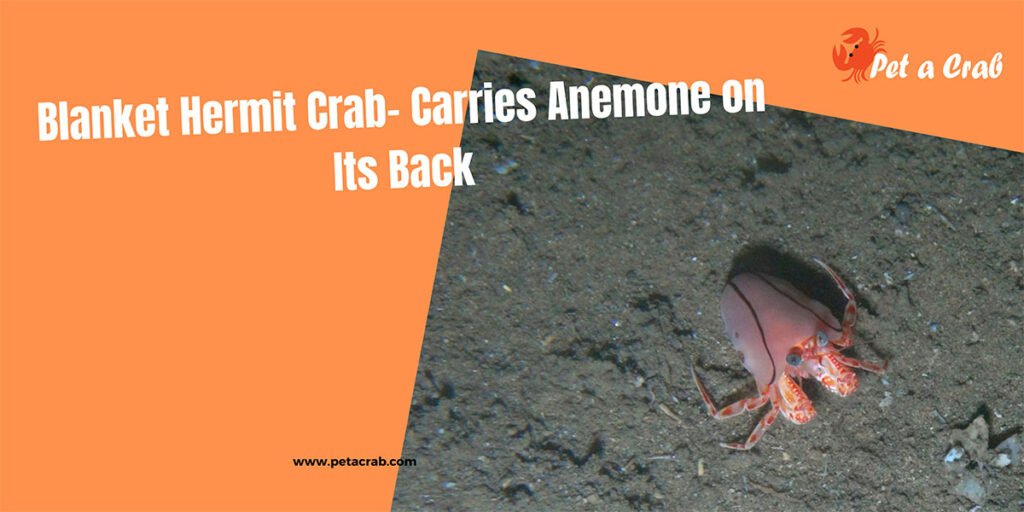 Blanket Hermit Crab- Carries Anemone on Its Back
