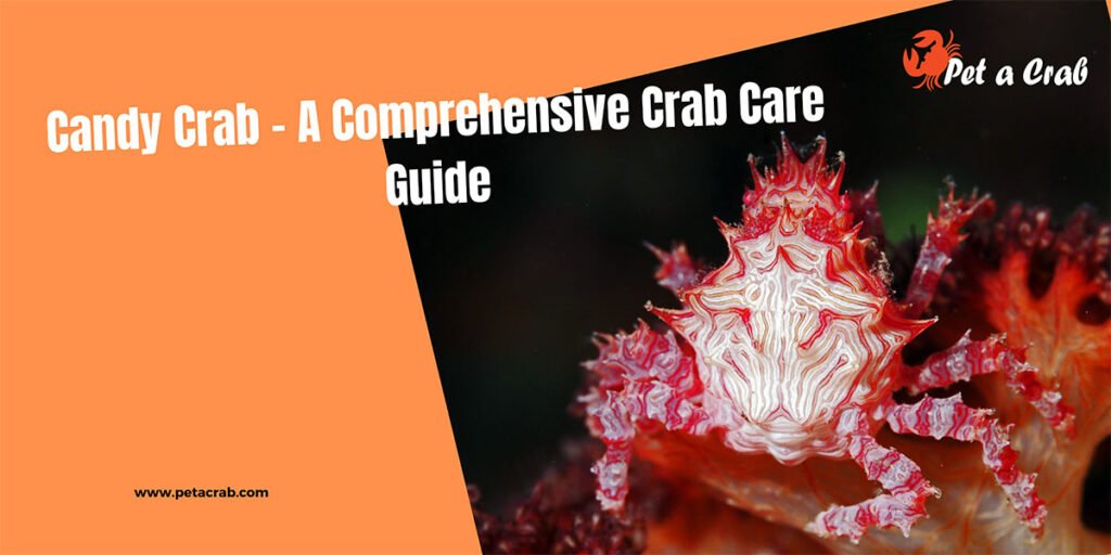 Candy Crab - A Comprehensive Crab Care Guide