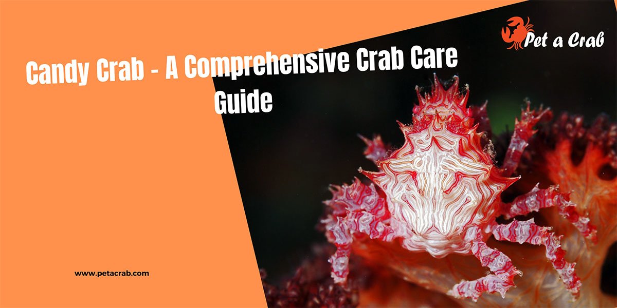 Candy Crab - A Comprehensive Care Guide and Facts - petacrab.com