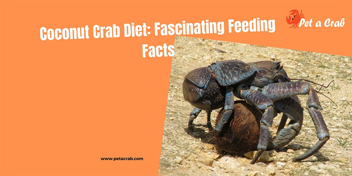 Coconut Crab Diet: Fascinating Feeding Facts - petacrab.com