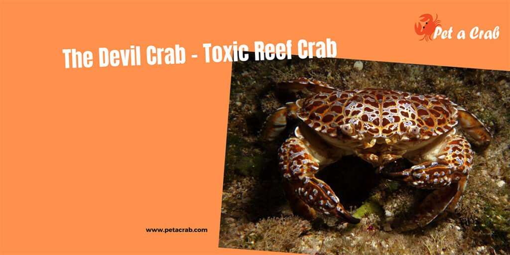 The Devil Crab - Toxic Reef Crab