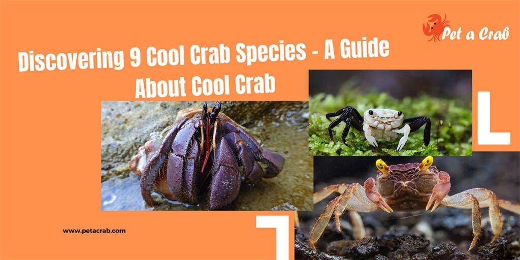 Discovering 9 Cool Crab Species - A Guide About Cool Crab