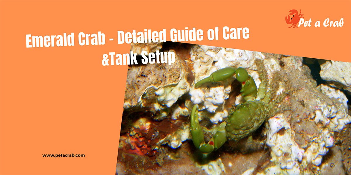 Emerald Crab - Detailed Guide of Care &Tank Setup