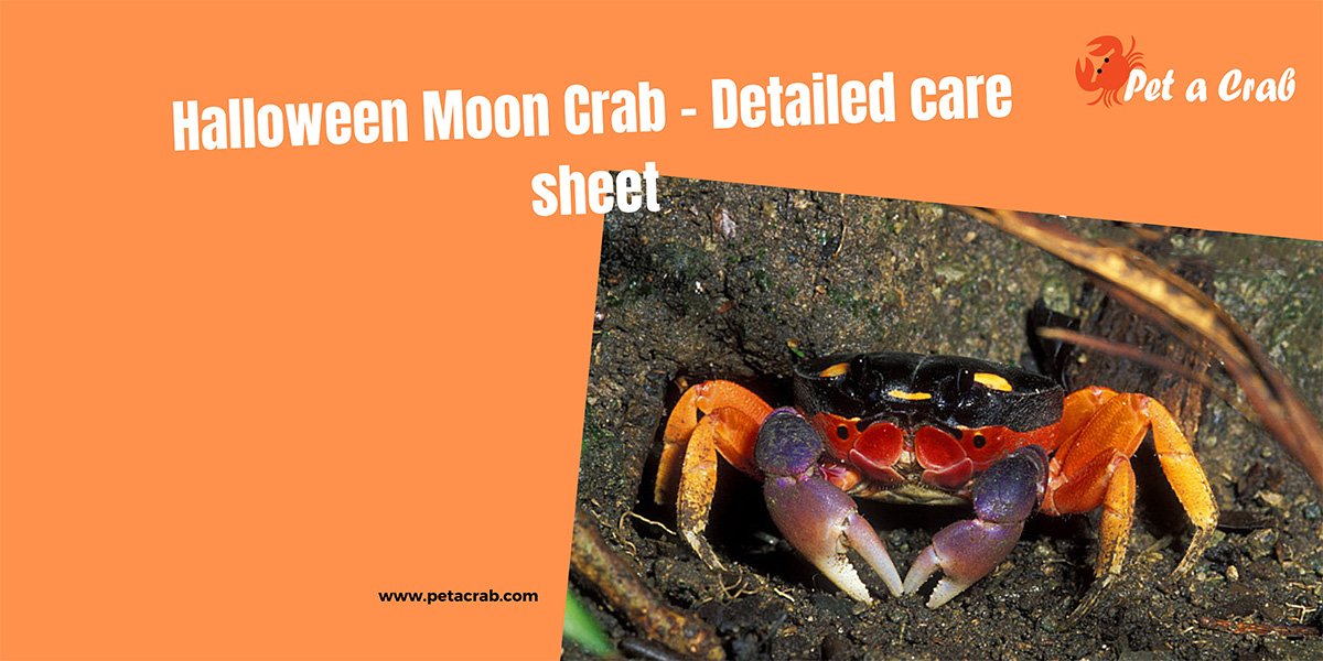 Halloween Moon Crab – Detailed care sheet with Facts - petacrab.com