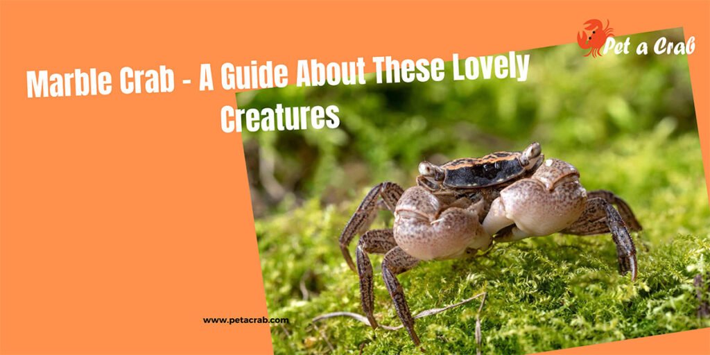 Marble Crab - A Guide About These Lovely Creatures