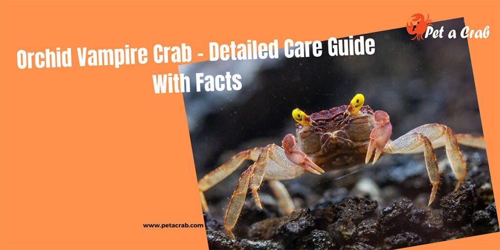 Orchid Vampire Crab - Detailed Care Guide With Facts