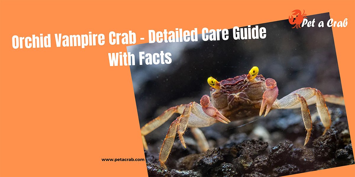 Orchid Vampire Crab - Detailed Guide: Care, Diet and Facts - petacrab.com