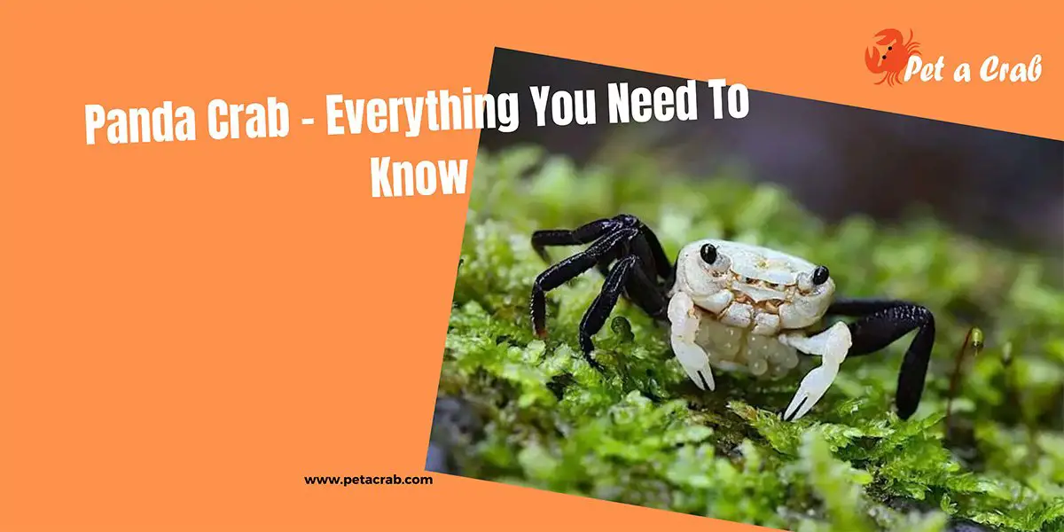 Panda Crab - Detailed Care Guide with Facts - petacrab.com