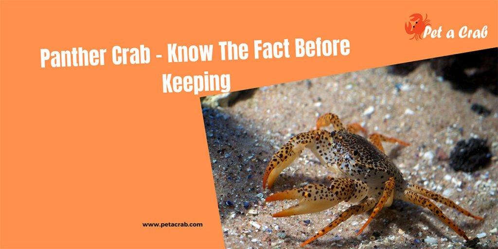 Panther Crab - Know The Fact Before Keeping