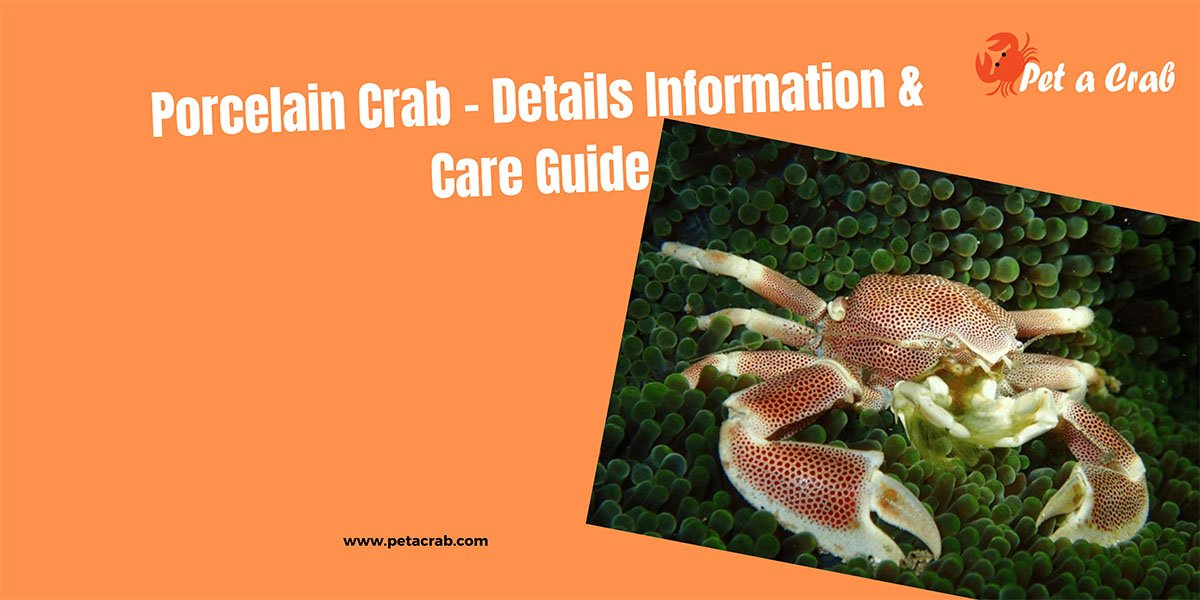 Porcelain Crab - Details Information & Care Guide