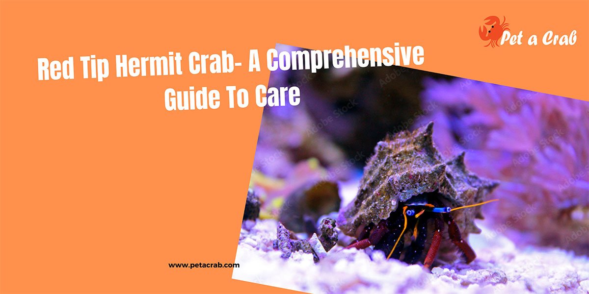 Red Tip Hermit Crab- A Comprehensive Guide To Care