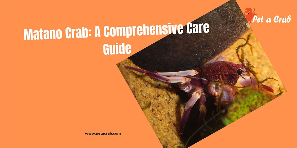 Matano Crab: A Comprehensive Care Guide and Facts - petacrab.com