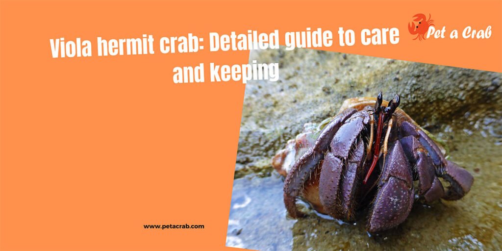 Viola hermit crab: Detailed guide to care and keeping