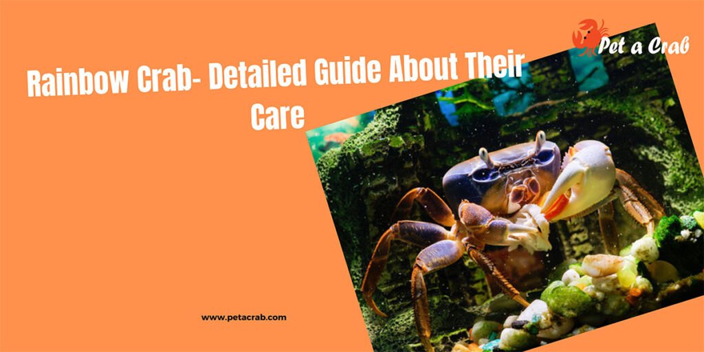 Rainbow Crab- Detailed Guide About Their Care