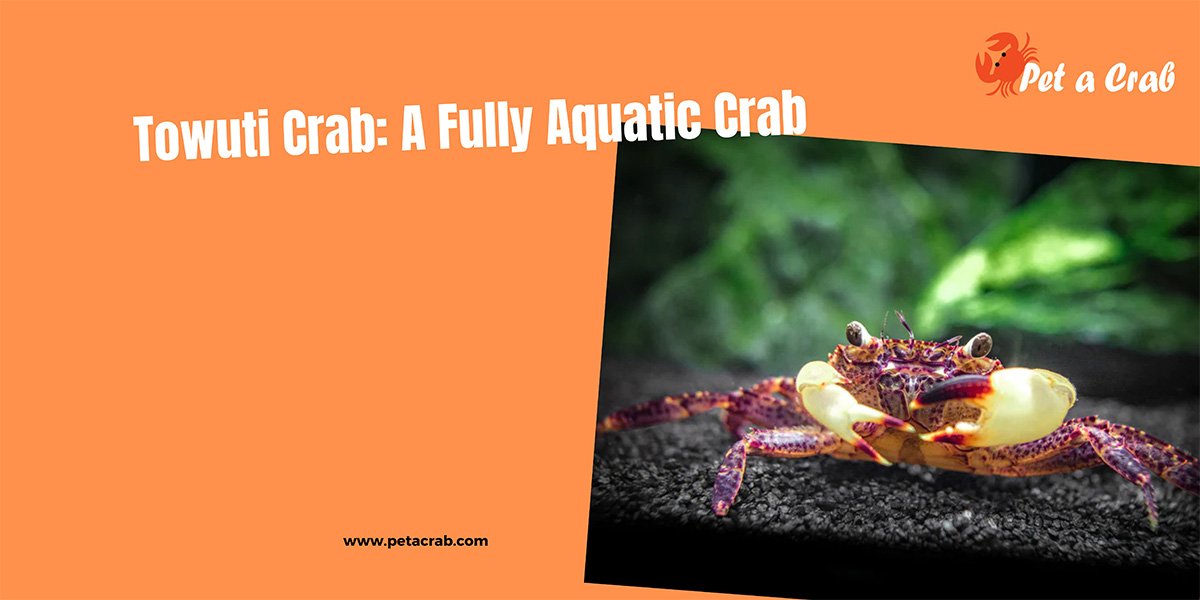 Towuti Crab: A Fully Aquatic Crab - Detailed Care Guide - petacrab.com