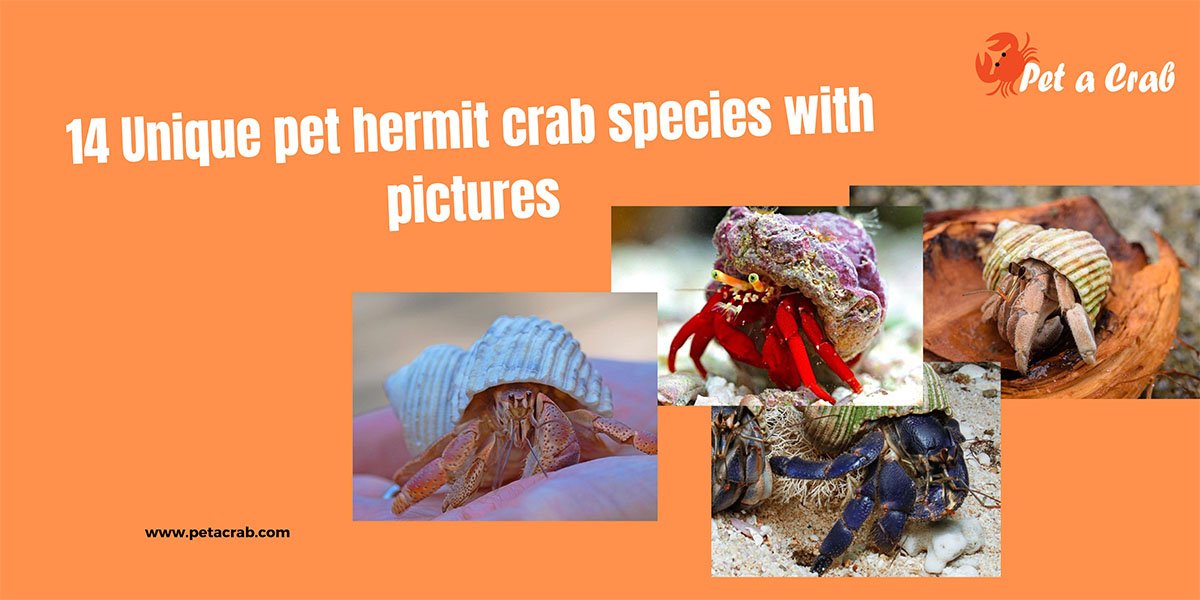 14 Unique pet hermit crab species with pictures