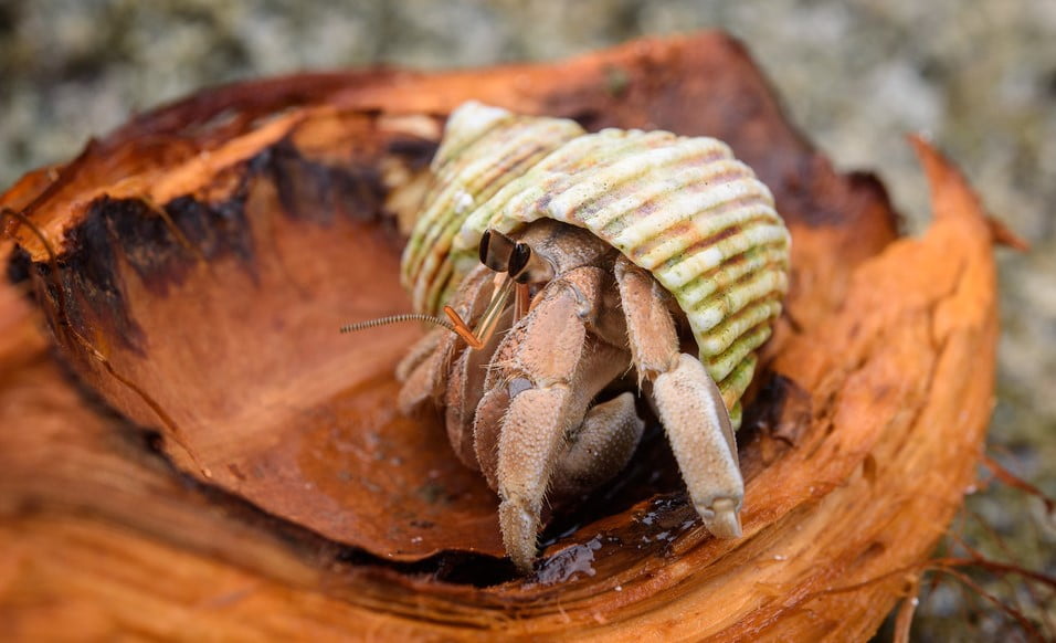 Ruggie hermit crab- pet hermit species