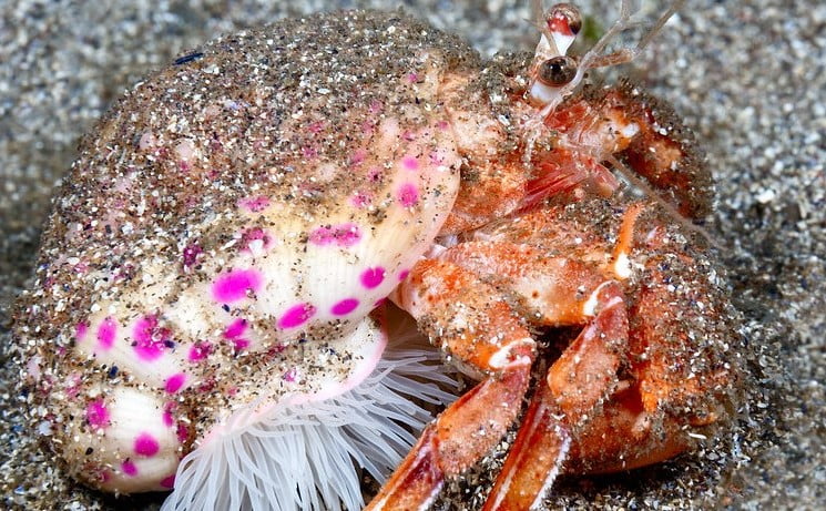 anemone hermit crab