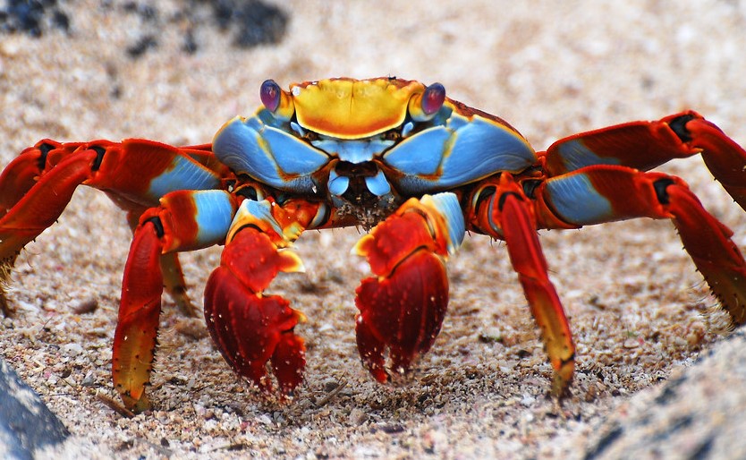 sally lightfoot crab category