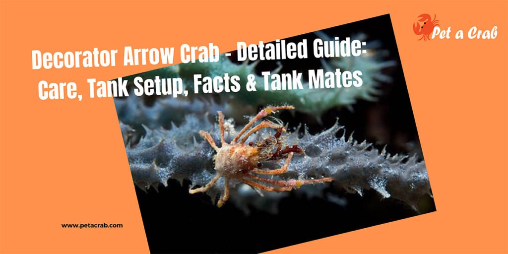 Decorator Arrow Crab - Detailed Guide: Care, Tank Setup, Facts & Tank Mates