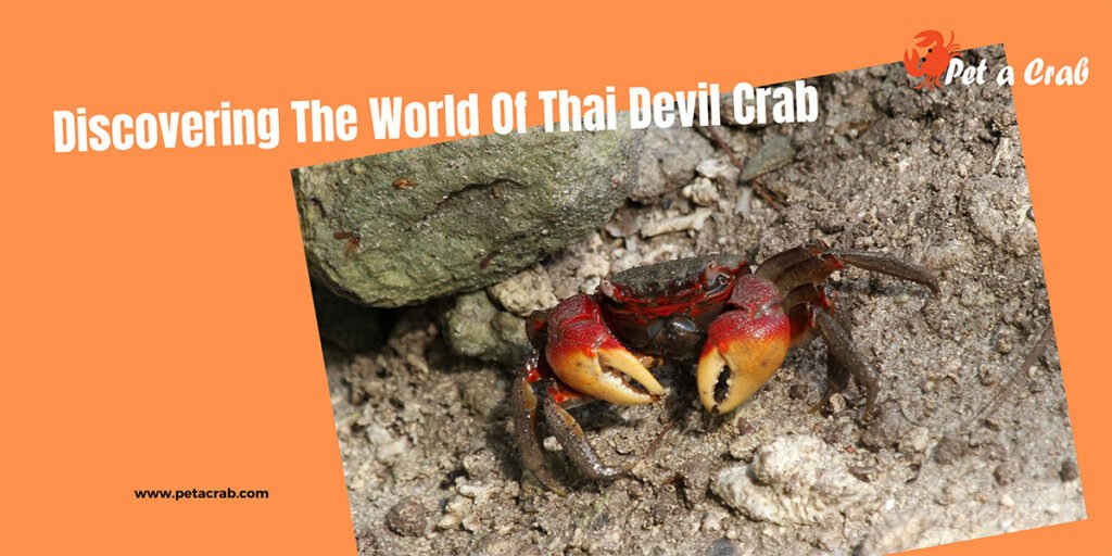 Discovering The World Of Thai Devil Crab