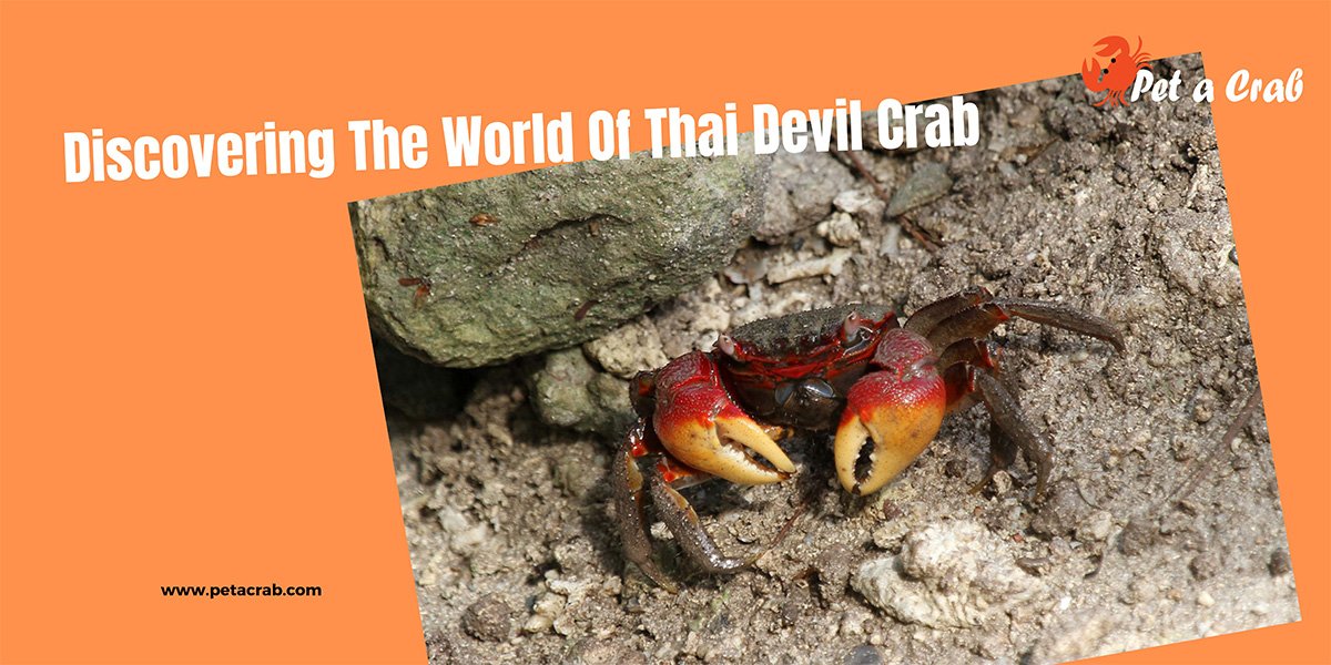 Thai Devil Crab - All Facts and Care Guide - petacrab.com