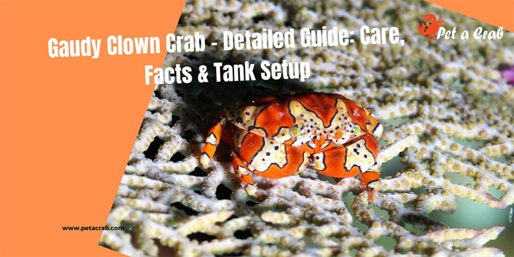 Gaudy Clown Crab - Detailed Guide: Care, Facts & Tank Setup