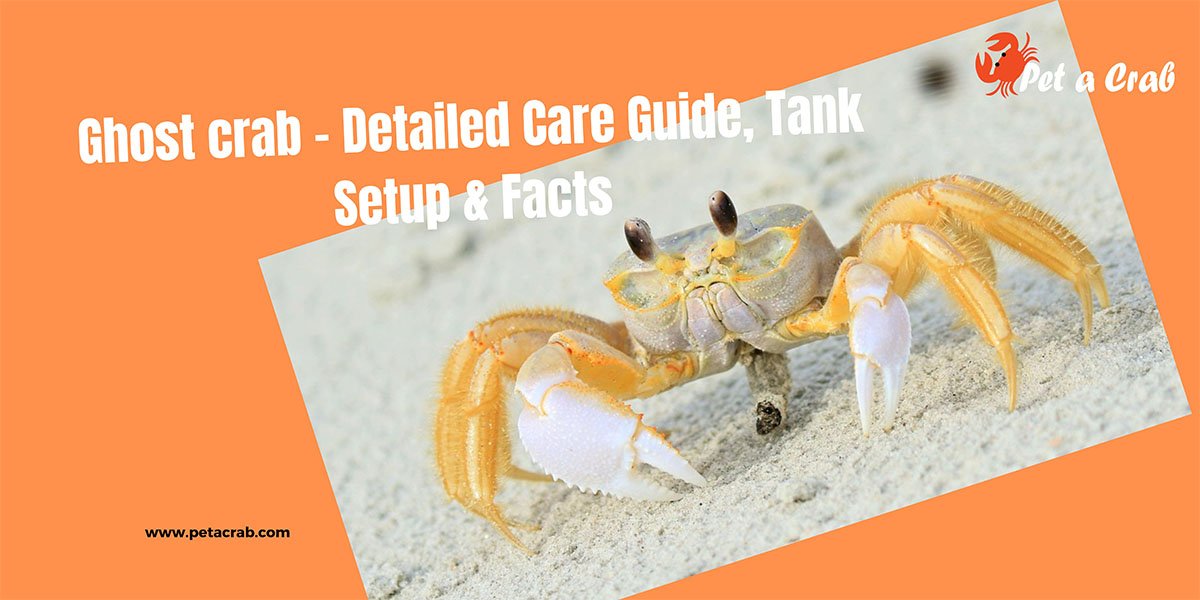 Ghost crab - Detailed Care Guide, Tank Setup & Facts