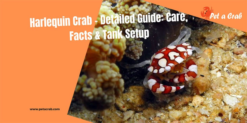 Harlequin Crab - Detailed Guide Care, Facts & Tank Setup
