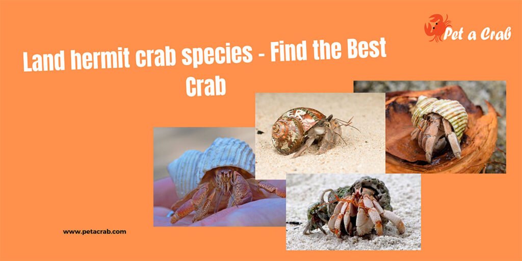 Land hermit crab species - Find the Best Crab