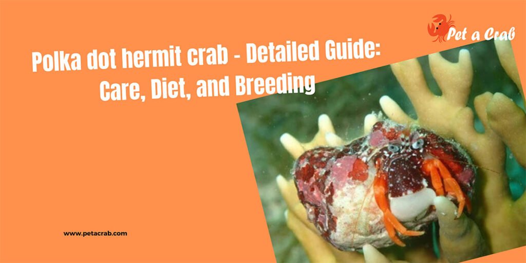 Polka dot hermit crab - Detailed Guide: Care, Diet, and Breeding