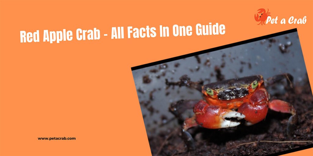 Red Apple Crab - All Facts In One Guide