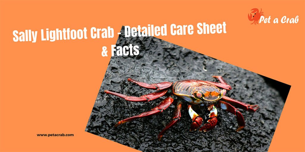 Sally Lightfoot Crab – Detailed Care Sheet & Facts