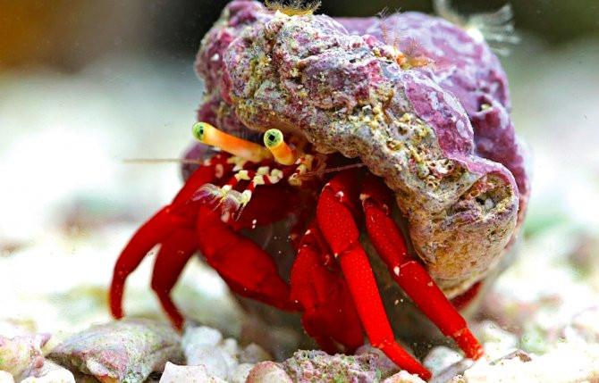 scarlet reef hermit crab - pet hermit crab