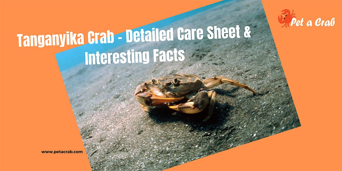 Tanganyika Crab - Detailed Care Sheet & Interesting Facts