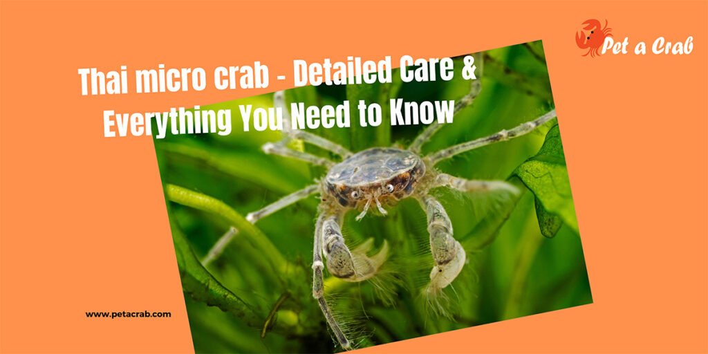 Thai micro crab - Detailed Care & Everything You Need to Know