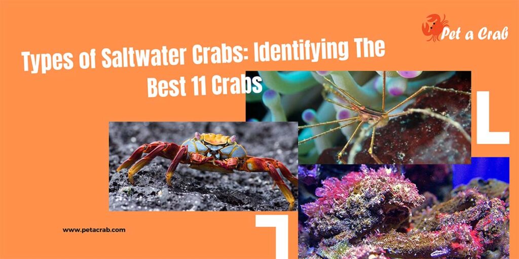 Types of Saltwater Crabs: Identifying The Best 11 Crabs