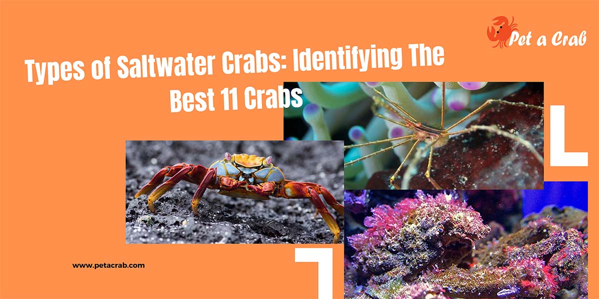 Types of Saltwater Crabs: Identifying The Best 11 Crabs - petacrab.com